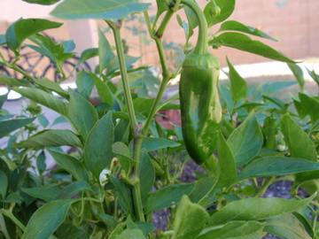 庭の野菜と花々_a0117737_62488.jpg