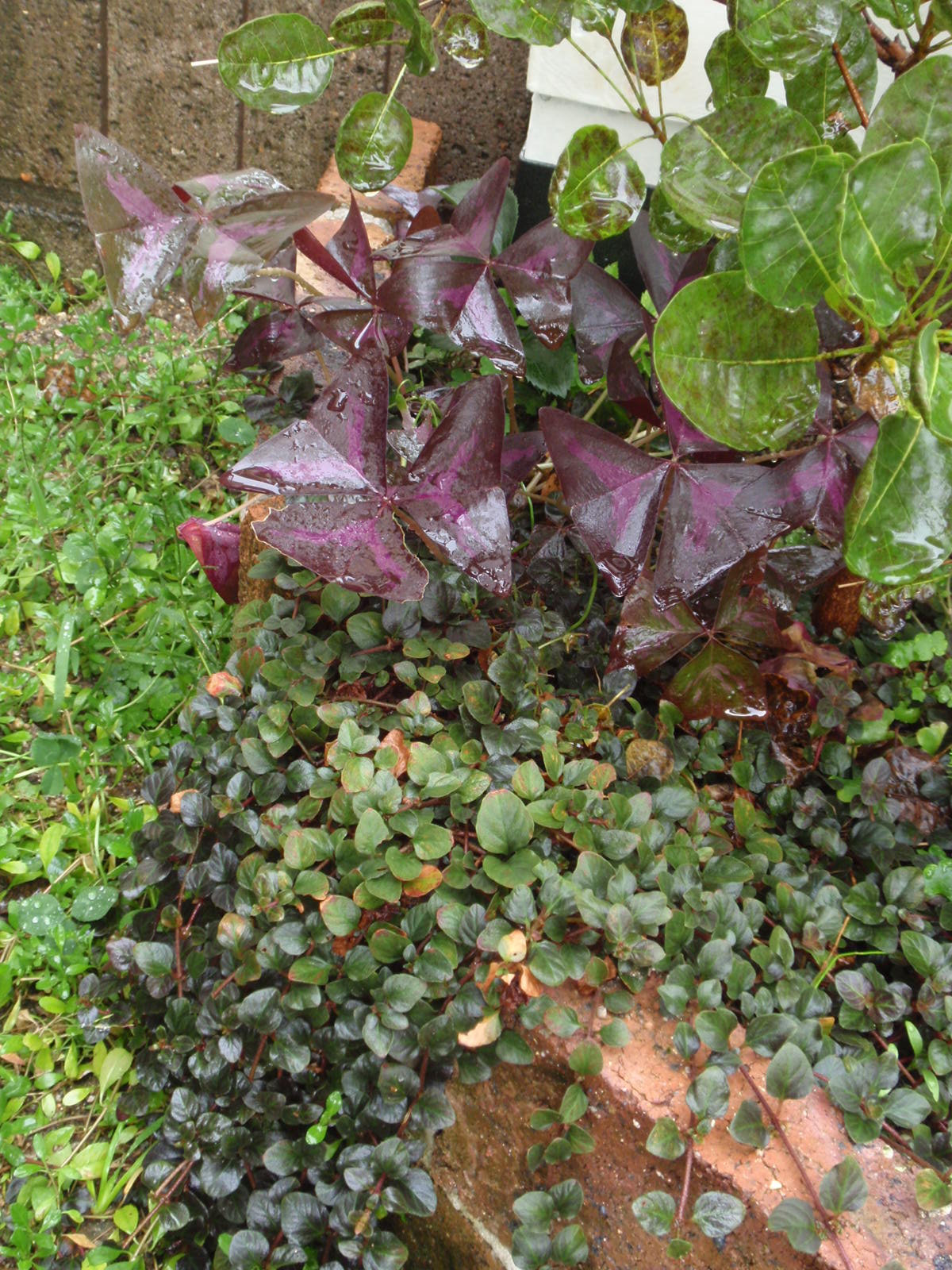 c0248940_8482129.jpg