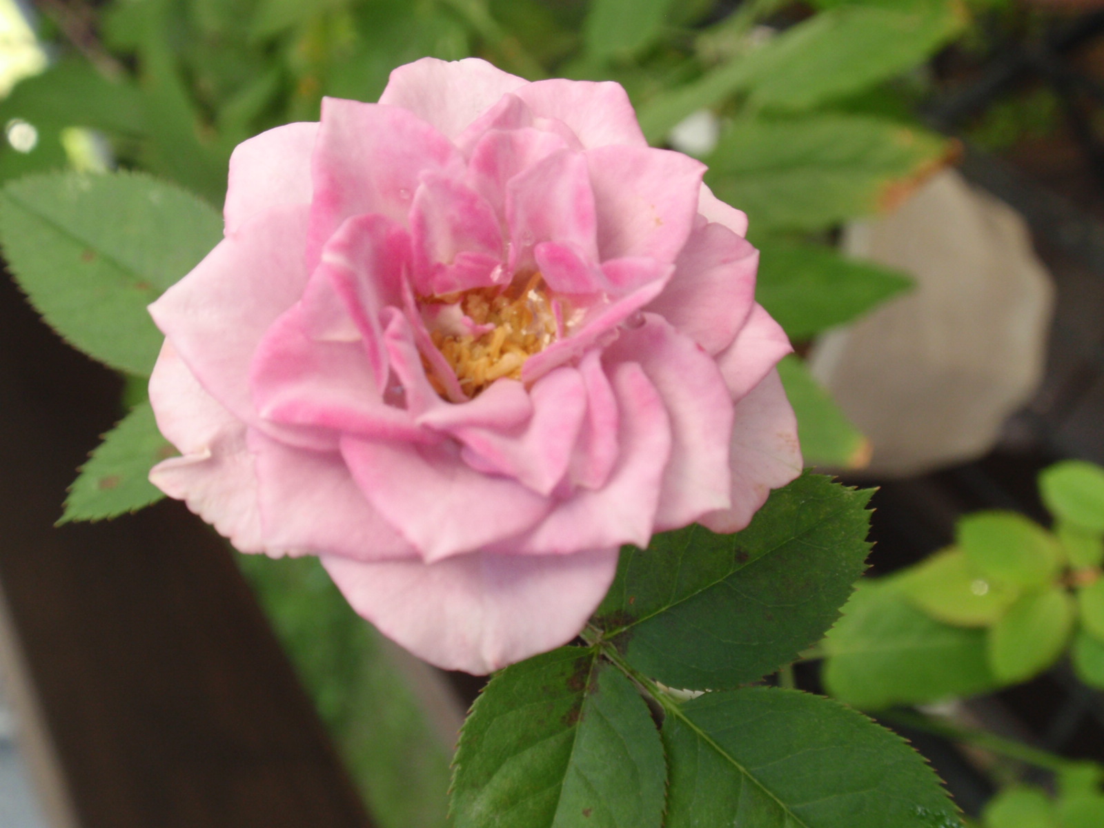c0248940_9139.jpg
