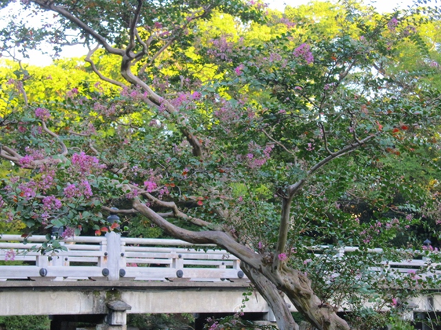 京都御苑を散歩9・29_e0237645_16531675.jpg