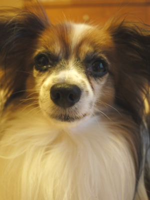 e0100046_20271756.jpg