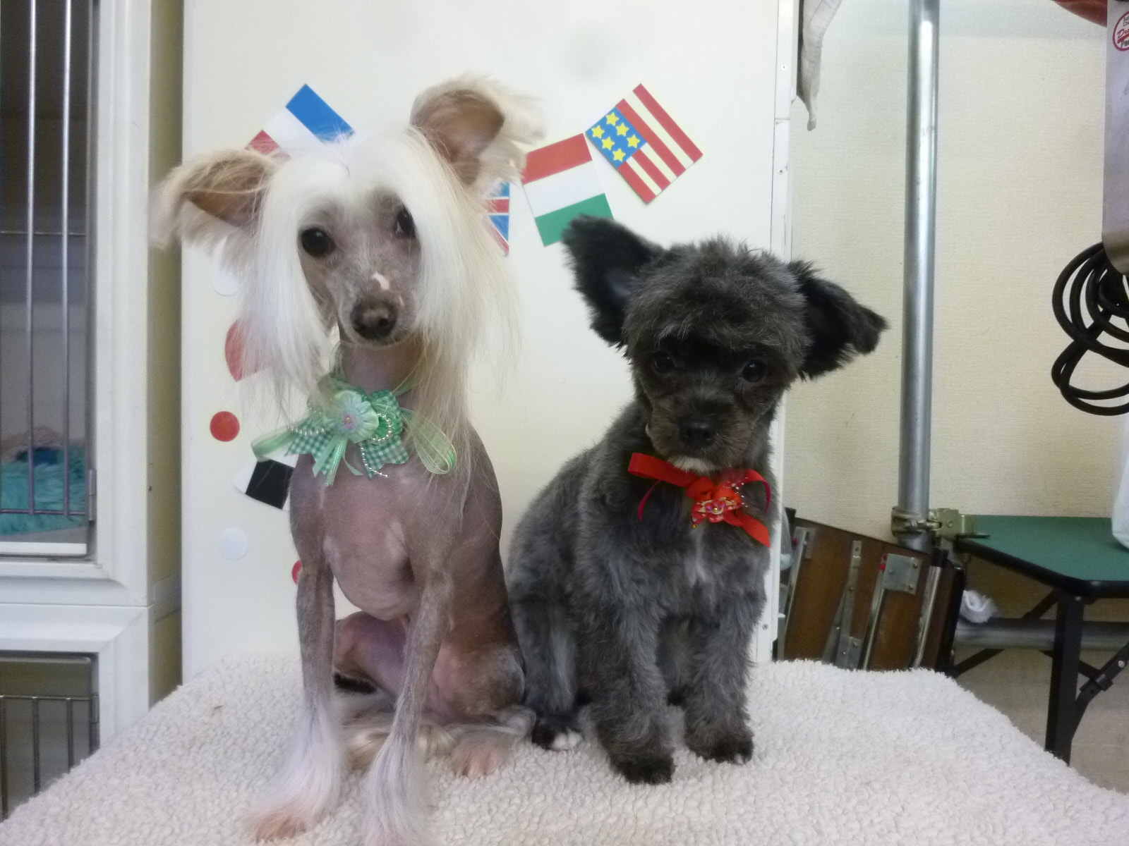チャイニーズクレステッドドッグのおうじちゃん こすまちゃん その他の犬種のお部屋 チャイニーズクレステッドドッグのおうじちゃん こすまちゃん その他の犬種のお部屋