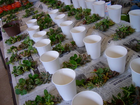多肉植物のタブロー Gardenうさぎ