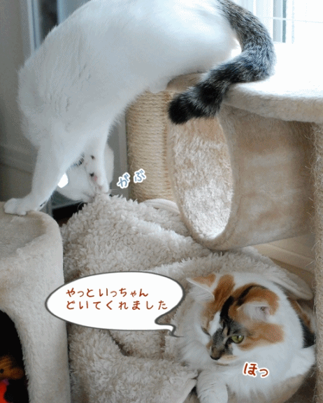 a0266372_20435946.gif