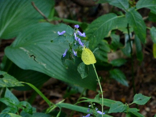 京都の旅・秋 （七）　植物園のフウの木と野の花、キチョウ_d0084473_20432085.jpg