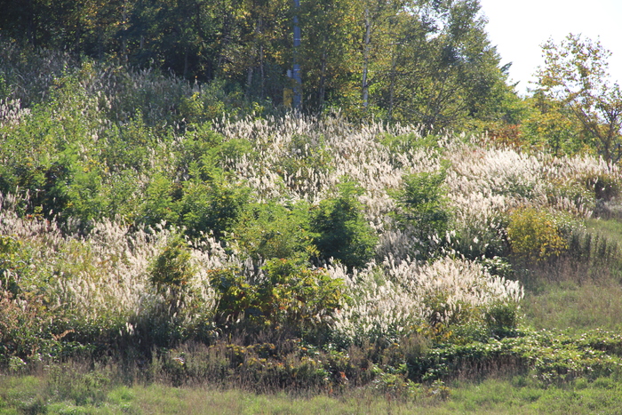 e0068480_1694233.jpg