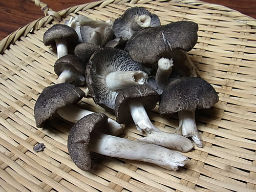 f0236291_9203650.jpg