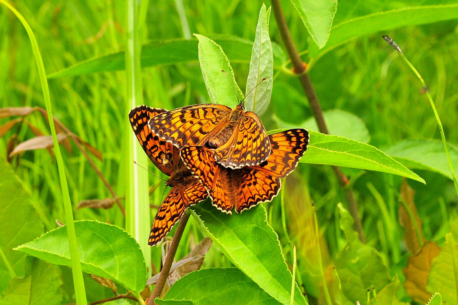a0290297_17413736.jpg