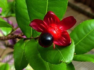 東京都薬用植物園 秋の花 ２０１２_a0267399_19272467.jpg