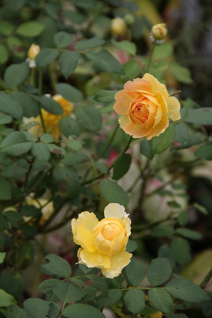 a0123003_23312693.jpg
