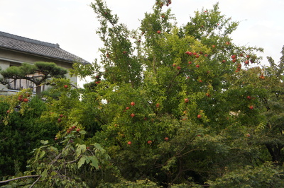 b0173606_20233484.jpg