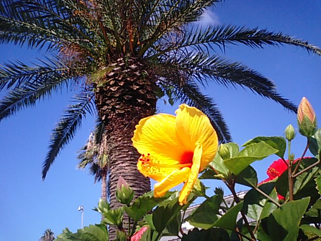 マリンパーク新居浜の風景（夏の花が・・・）NO2…2012・10・19_f0231709_17502241.jpg