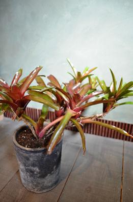 植物新入り10.19_d0263815_13562080.jpg