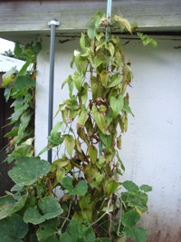 ヤムイモ順調_a0043520_522977.jpg