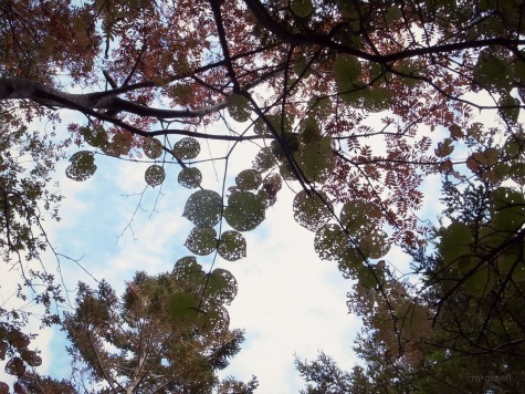 e0171120_322262.jpg