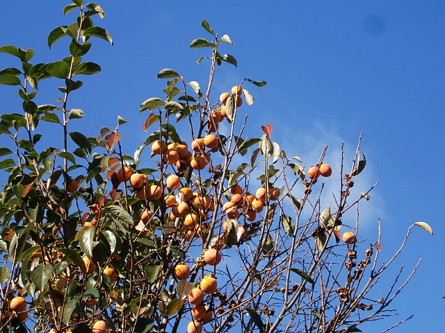 e0234924_10234831.jpg