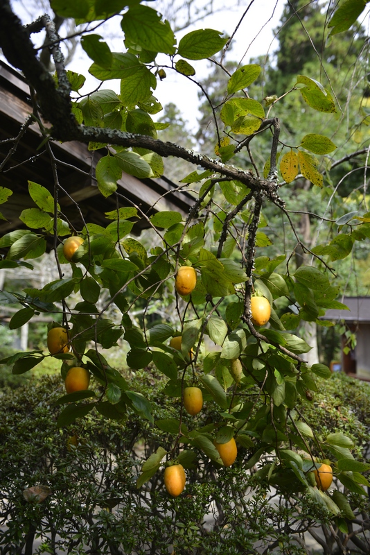 秋の北鎌倉　浄智寺_c0236843_20292459.jpg