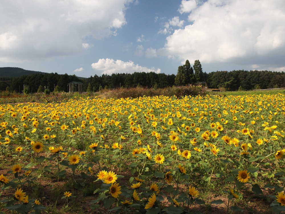 三重県　メナード青山リゾート ハーブガーデン　ヒマワリ_c0108146_21325652.jpg