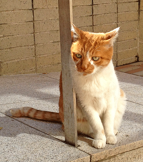 a0001354_221744.gif