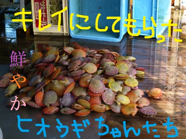 今が旬 蒲江の養殖ヒオウギ貝in屋形島 佐伯市スグレモノ情報館 今が旬 蒲江の養殖ヒオウギ貝in屋形島 佐伯市スグレモノ情報館