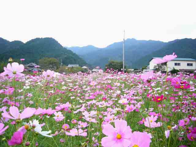f0091282_21261244.jpg
