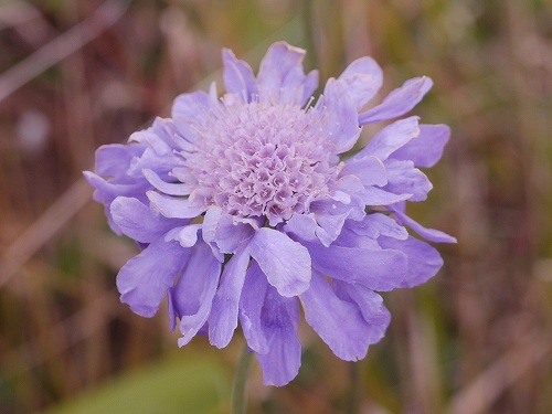 マツムシソウ 松虫草 花と葉っぱ