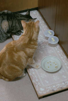 c0193788_10534167.gif
