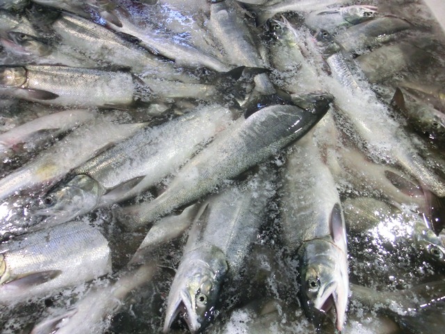 鮭日本一標津町・・・標津町の秋、北海道の鮭、美味しい鮭 標津町、品質日本一の標津の鮭、小樽運河 鮭_d0181492_15161736.jpg