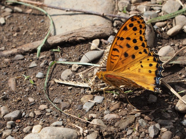 b0194593_9204012.jpg