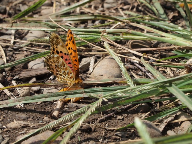 b0194593_972230.jpg