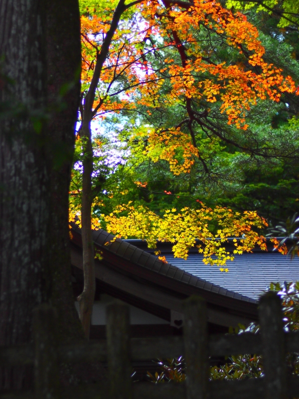 色付き始めの紅葉 ～ 高野山①_b0138101_23221849.jpg