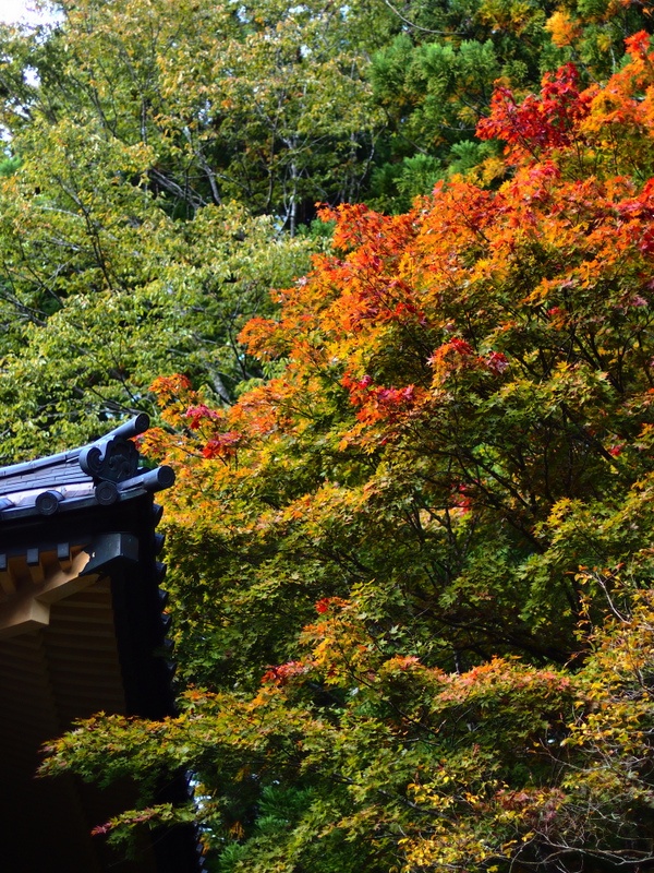 色付き始めの紅葉 ～ 高野山①_b0138101_23223553.jpg