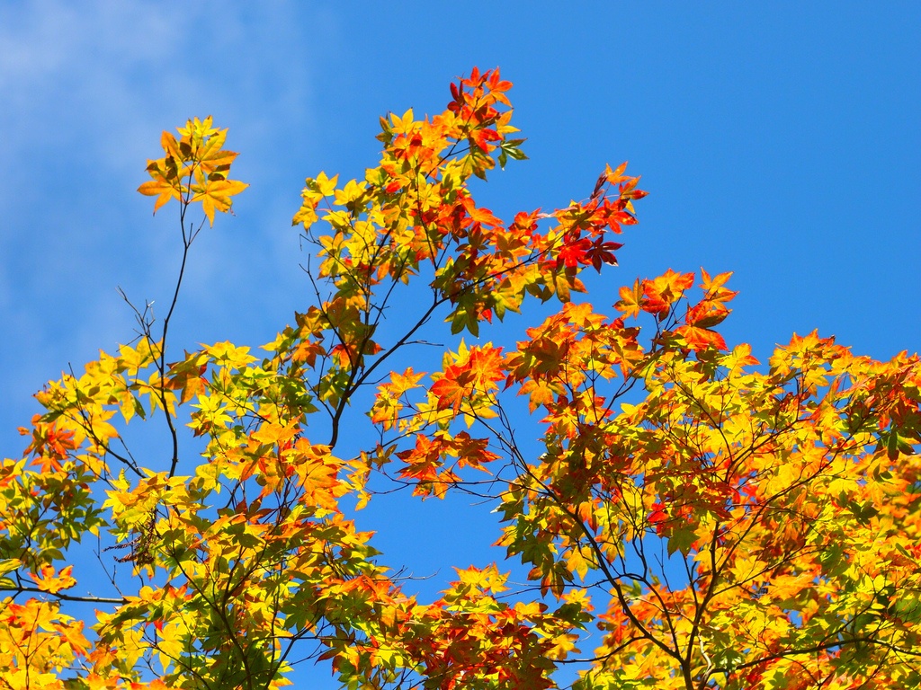 色付き始めの紅葉 ～ 高野山①_b0138101_23224218.jpg