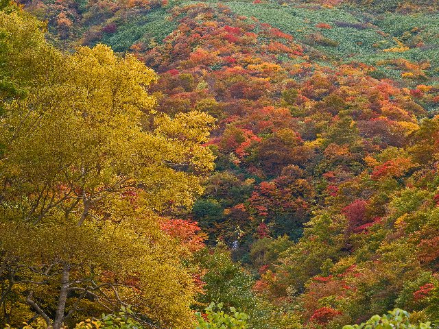 山装う～♪_c0008502_20342794.jpg