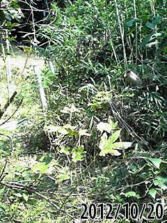e0270403_20461516.jpg