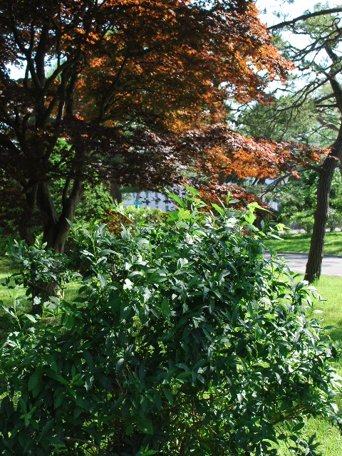 函館遺愛女子中学・高校学校本館・宣教師館(函館の建築再見)_f0142606_17175627.jpg