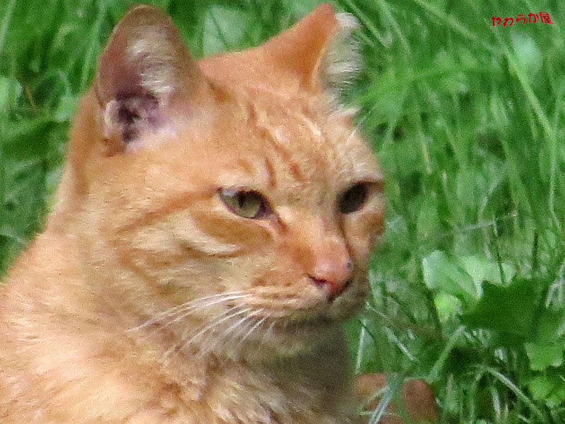 SX50 24mm-1200mm-2400mm(WILD CAT)_b0134907_7485981.jpg