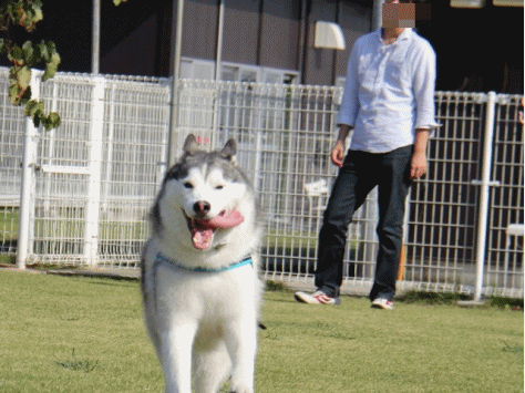 b0207615_17153675.gif