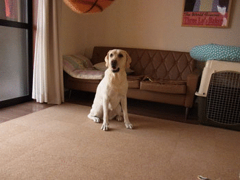 a0253436_1631054.gif