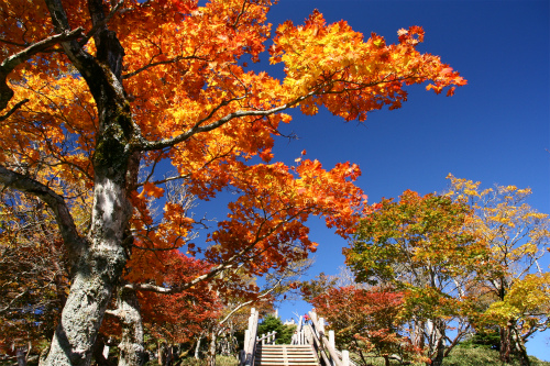 見事な紅葉の大台ケ原　三重・奈良県_d0055236_23523554.jpg