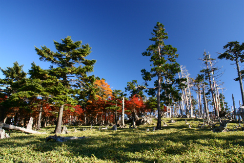 見事な紅葉の大台ケ原　三重・奈良県_d0055236_2359779.jpg