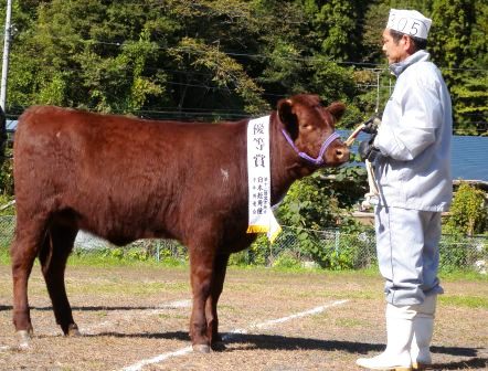 黄金に輝く!短角牛共進会にて_b0206037_21422835.jpg