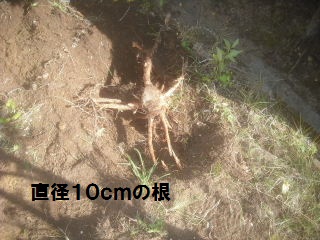 27.5日目の作業_f0031037_2155433.jpg