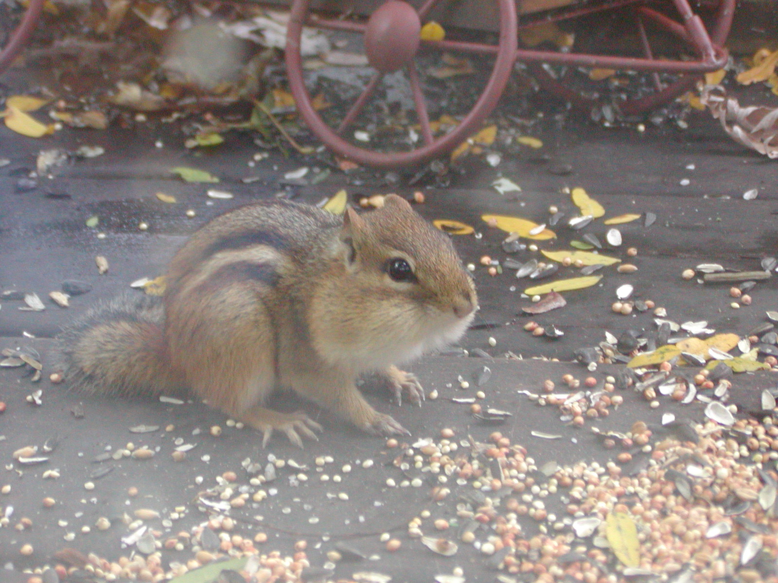 週末は～愉快な「シマリス」ウォッチ！_d0216939_23321545.jpg