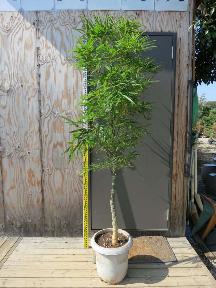 希少稀な 値段 価格 写真 画像 販売 亀甲竹 キッコウチク 庭木 植木 安行 造園材料・資材