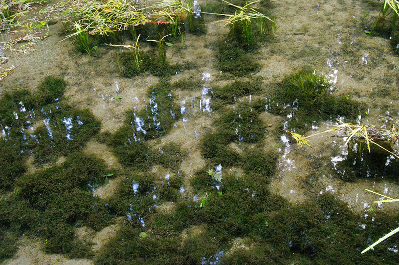 f0152550_18131596.jpg