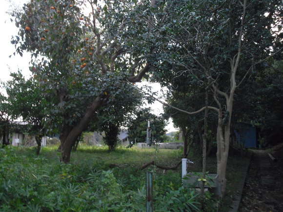 a0193762_7415352.jpg