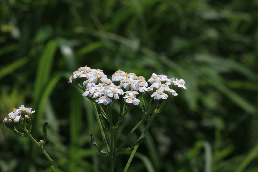 阿蘇、くじゅう山野草_b0037162_15452952.jpg