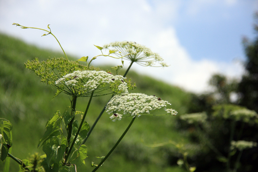 阿蘇、くじゅう山野草_b0037162_1546594.jpg