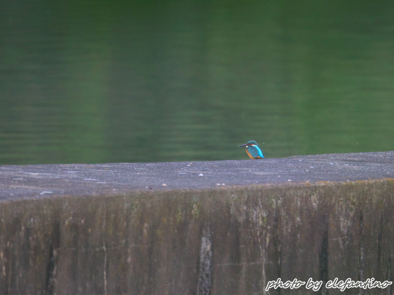 ここのカワセミの警戒心は物凄い 趣味写真 ここのカワセミの警戒心は物凄い 趣味写真